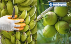 coconut and banana exports surge  vantage logistics powers vietnamese agriculture ??s global expansion