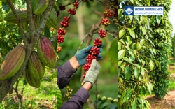 president donald trump signs executive order waiving countervailing duties on key vietnamese agricultural products