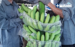 vantage logistics provides one stop shop logistics service for bananas exported from vietnam cambodia laos to global