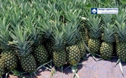 vantage recently shipped a container of fresh pineapple  ananas  exports to qatar the middle east